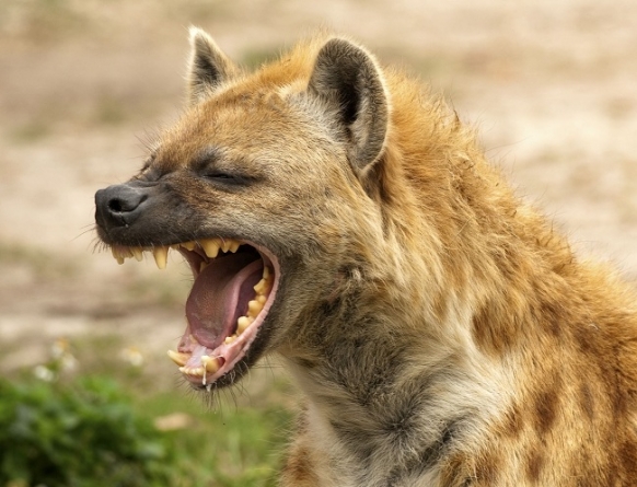 Man allows hyena to eat his genitals Man allows hyena to eat his genitals Featured Image