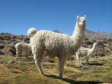 Gap Facts - Chile Featured Image