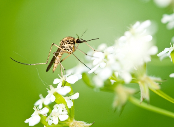 Malaria: A Guide by Rob Pineda Malaria: A Guide by Rob Pineda Featured Image