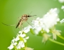 Malaria: A Guide by Rob Pineda Malaria: A Guide by Rob Pineda Featured Image
