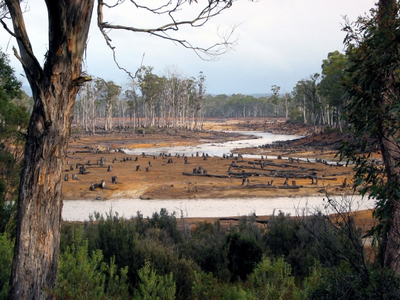 Deforestation in South America Deforestation in South America Featured Image