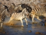 Top 5 Animal Encounters Top 5 Animal Encounters Featured Image