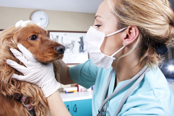 A Veterinary Experience in Mongolia A Veterinary Experience in Mongolia Featured Image