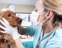 A Veterinary Experience in Mongolia A Veterinary Experience in Mongolia Featured Image