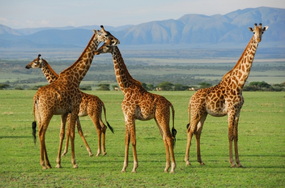 What to Take and Wear in Africa Featured Image