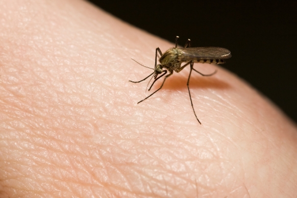 Malaria Prevention Malaria Prevention Featured Image