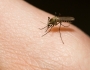 Malaria Prevention Malaria Prevention Featured Image