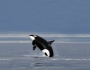 Whale-Watching: Getting Close to Giants Whale-Watching: Getting Close to Giants Featured Image