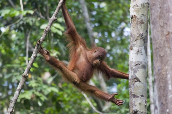 Trekking in Borneo Trekking in Borneo Featured Image