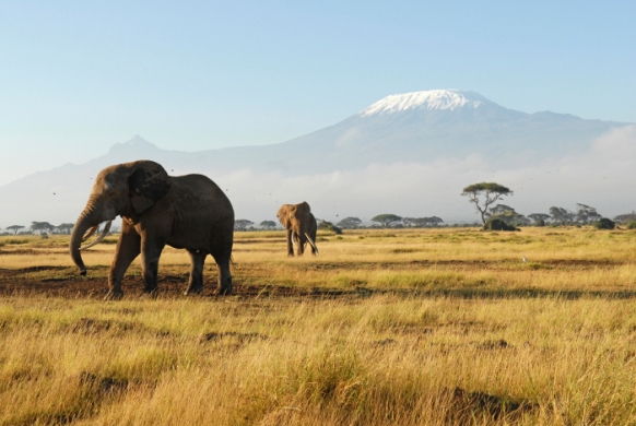 African Safaris: Seeing the Big Five African Safaris: Seeing the Big Five Featured Image