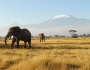 African Safaris: Seeing the Big Five African Safaris: Seeing the Big Five Featured Image