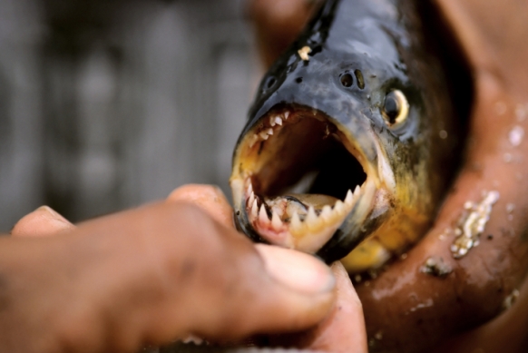 China offers piranha bounty China offers piranha bounty Featured Image