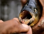 Piranhas plague Brazilian beach Piranhas plague Brazilian beach Featured Image