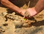 Mystery of whale bones found in Chilean desert Mystery of whale bones found in Chilean desert Featured Image