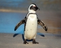 Three Brits steal penguin in Australia Three Brits steal penguin in Australia Featured Image