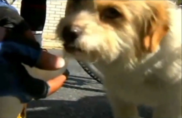 Stray dog’s epic journey in China Stray dog’s epic journey in China Featured Image