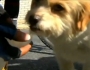 Stray dog’s epic journey in China Stray dog’s epic journey in China Featured Image