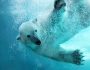 Polar bear ‘rocks’ enclosure Polar bear ‘rocks’ enclosure Featured Image