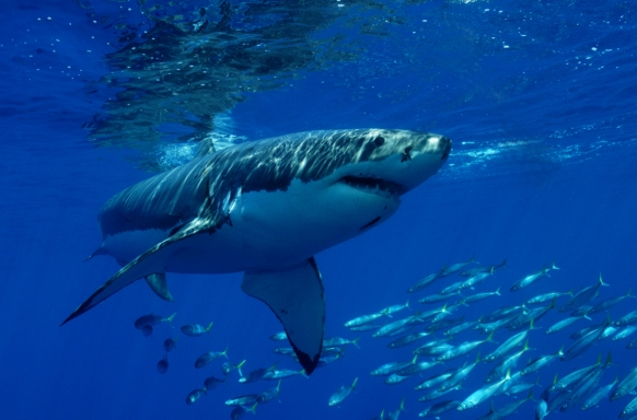 Shark tourism inspires new hostel Shark tourism inspires new hostel Featured Image