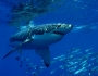 Shark tourism inspires new hostel Shark tourism inspires new hostel Featured Image