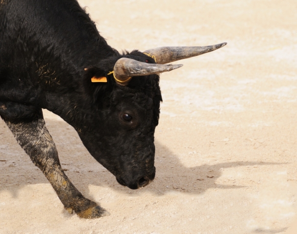 Spanish bulls gore tourists Spanish bulls gore tourists Featured Image