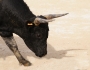 Spanish bulls gore tourists Spanish bulls gore tourists Featured Image