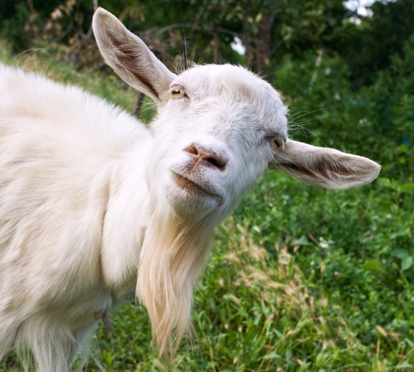 Surfing goats ride waves Surfing goats ride waves Featured Image