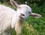 Surfing goats ride waves Surfing goats ride waves Featured Image