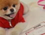 Meet Boo, the world’s cutest dog Meet Boo, the world’s cutest dog Featured Image