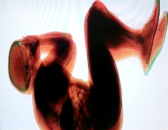 Tourist found asleep in X-ray machine Tourist found asleep in X-ray machine Featured Image