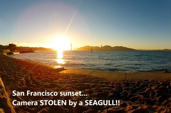 Seagull steals camera in San Francisco Seagull steals camera in San Francisco Featured Image