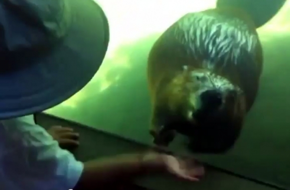 Boy plays with beaver Boy plays with beaver Featured Image