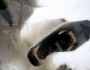 Polar bear comes close to cameraman Polar bear comes close to cameraman Featured Image