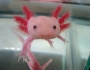 Axolotl Salamander is the world’s cutest animal Axolotl Salamander is the world’s cutest animal Featured Image