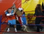 Kangaroo vs human boxing match cancelled Featured Image