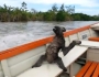 Snoozing sloth lands in speedboat Featured Image