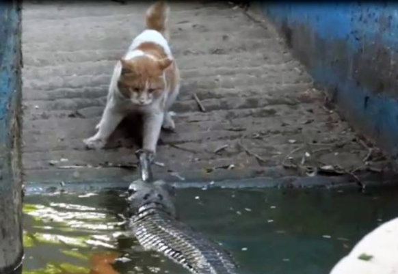 Cat vs. crocodile Cat vs. crocodile Featured Image