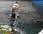 Cat vs. crocodile Cat vs. crocodile Featured Image