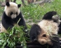 Randy pandas get some alone time Randy pandas get some alone time Featured Image