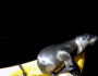 Cute sea lion cub hitches a ride Featured Image