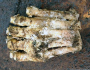 Is this Bigfoot’s big foot? Is this Bigfoot’s big foot? Featured Image