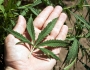 Join a 420 tour to smoke weed in Colorado Join a 420 tour to smoke weed in Colorado Featured Image