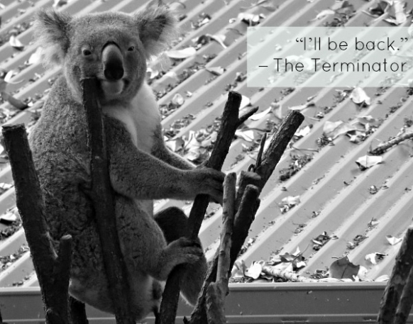 The Most Inspiring Movie Travel Quotes on Cute Photos of Sleepy Koalas The Most Inspiring Movie Travel Quotes on Cute Photos of Sleepy Koalas Featured Image