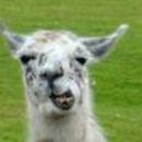 Avatar for llamas