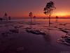 170 purple mangroves