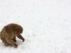 In the snow