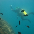 Avatar for Ecodiver