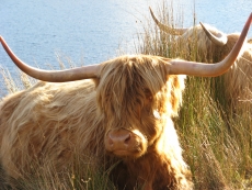 In the Scottish Highlands