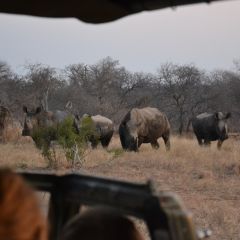 Rhinos on game drives s.lath