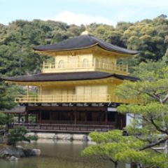 Cassim japan 8 (1)
